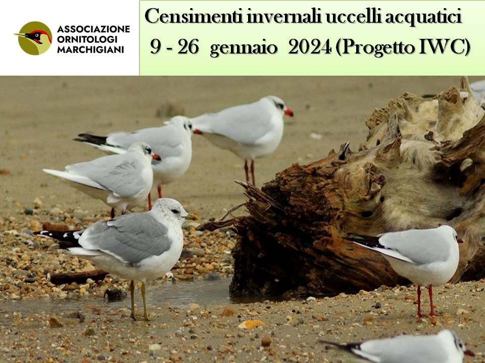 Censimenti invernali degli uccelli acquatici- Progetto IWC IWC_2024